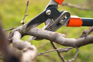 Candid Land Maintenance Saint Charles Seasonal Landscape Maintenance Pruning