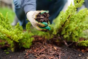 Candid Land Maintenance St Charles Spring Yard Cleanup