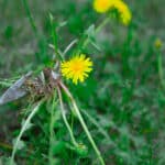Weed control
