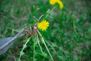 Weed control