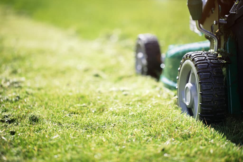 Summer lawn care