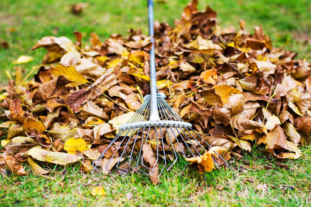 Fall leaf removal